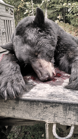 Maine Trophy Black Bear Hunts